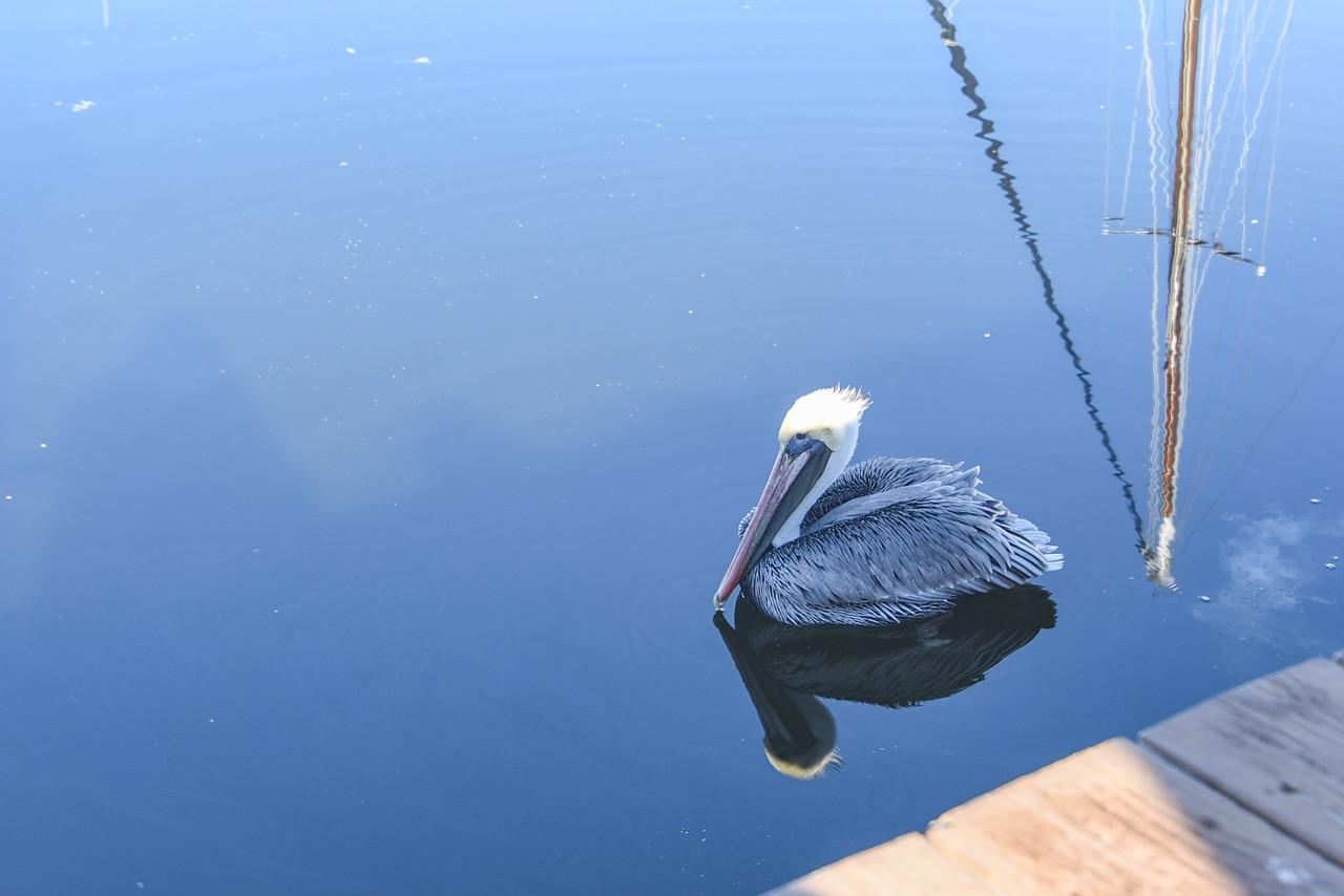 A pelican in Destin harbor